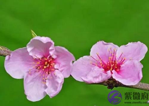 这日女命,桃花较多,知足常乐,才可婚姻无忧