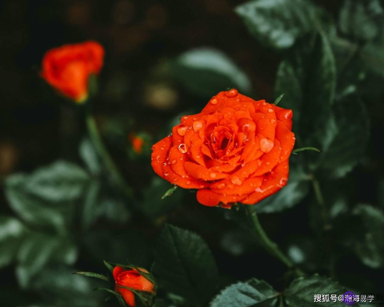 生辰：婚姻感情断语摘录1
