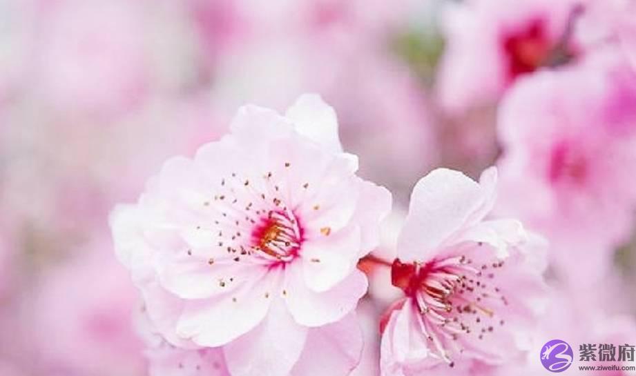 “桃花运”说法的来源是什麽？为什麽是“桃花”而不是别的花