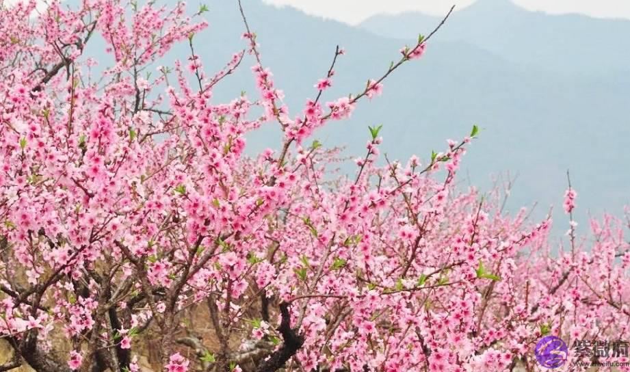 “桃花运”说法的来源是什麽？为什麽是“桃花”而不是别的花