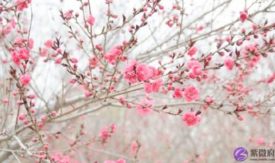 “桃花运”说法的来源是什麽？为什麽是“桃花”而不是别的花