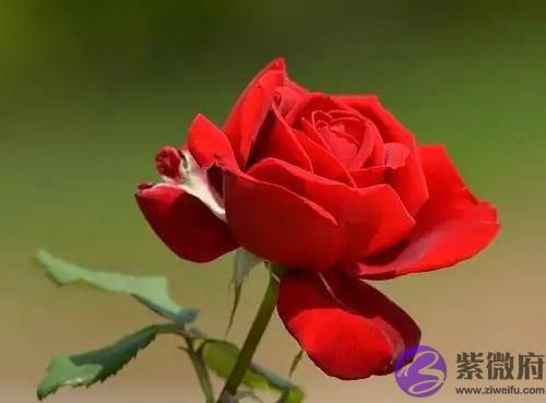 这个女命，“ 伤官”虽旺，但也能婚姻不错
