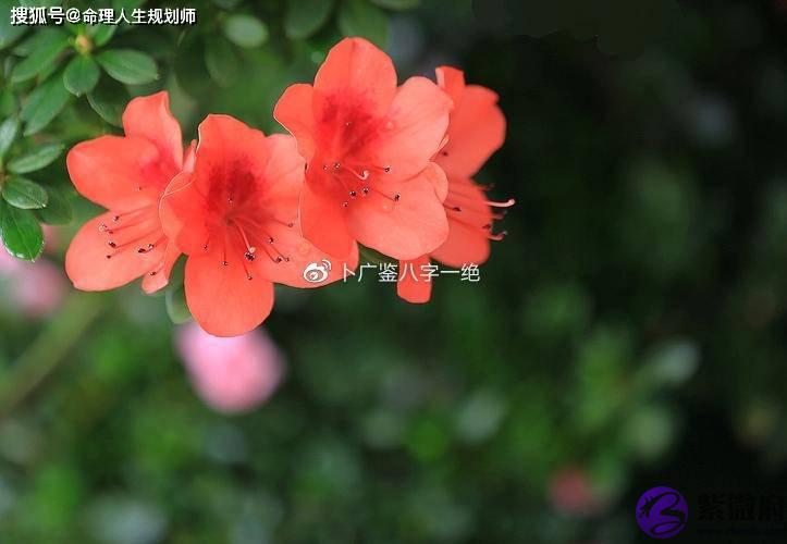 婚姻生辰看婚姻，官星旺的女命，非要离婚才能幸福吗？