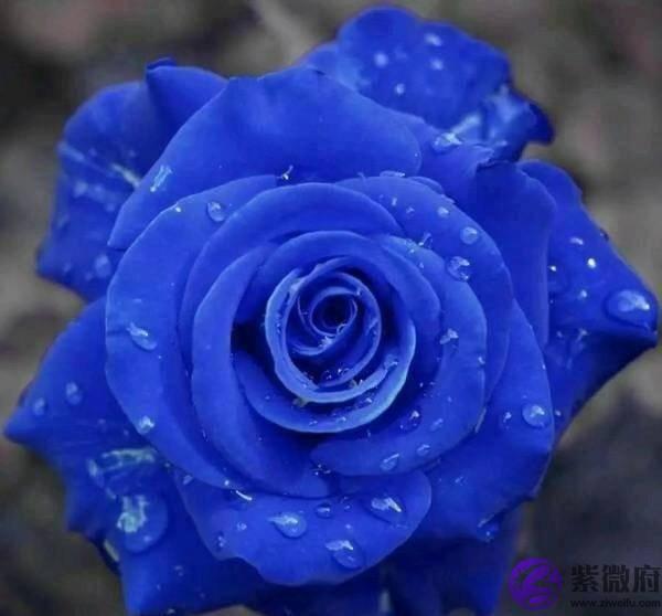 庚金戌月辛金司令大运丁卯用神被合穷困潦倒吃饭都是问题