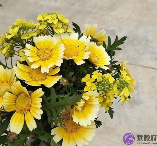 庚金戌月辛金司令大运丁卯用神被合穷困潦倒吃饭都是问题