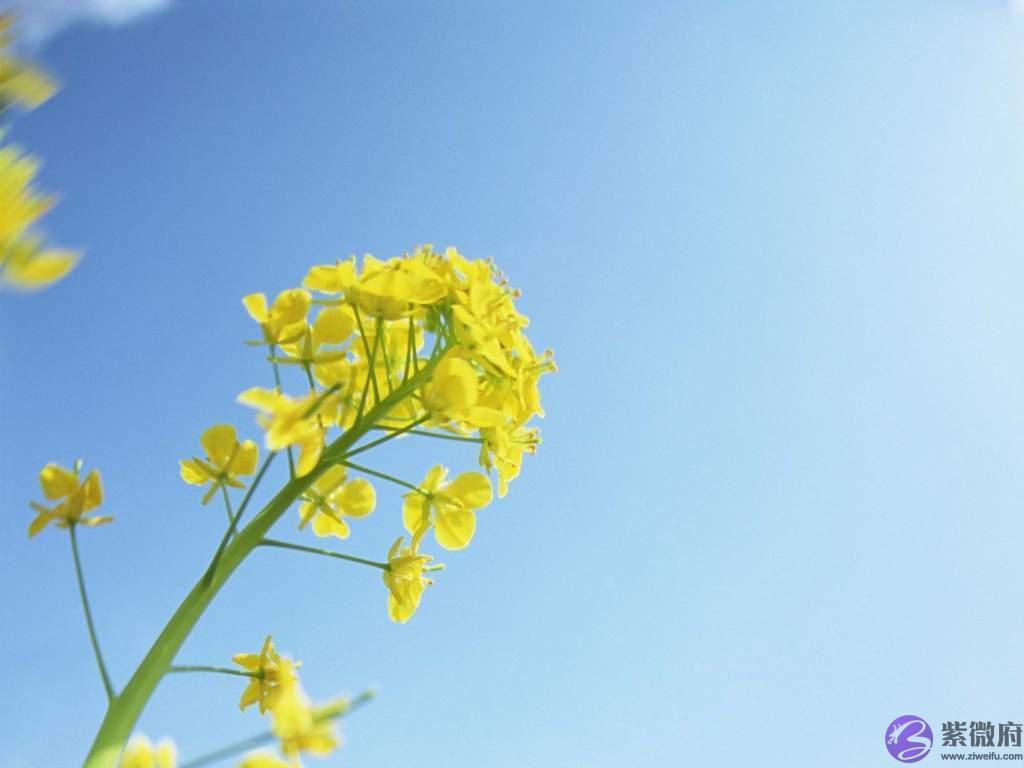 生辰生辰看婚姻：生辰食伤旺的女命，后半生婚姻还会好吗？