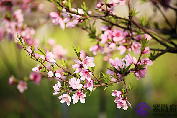 福禄寿财4全部的生命，一生平安的四大生肖