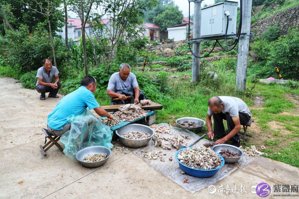 这个地方的民俗，农历六月六日村民们一起吃伏羊