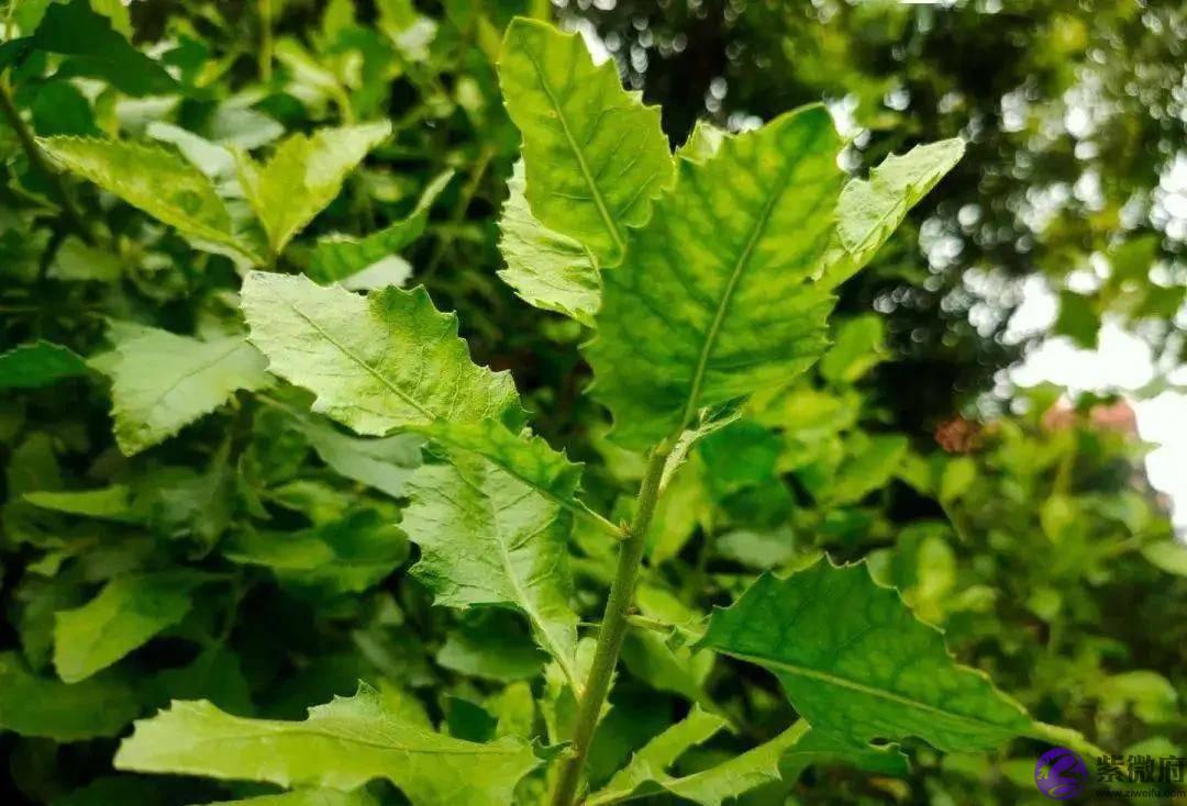 农历四月初八吃栾樨饼，中山市的这种茶果，你吃过吗？