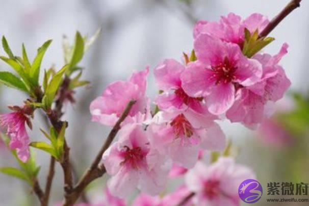 生肖马：出生月份与命运唇齿相依，以下4月出生注定是好命人