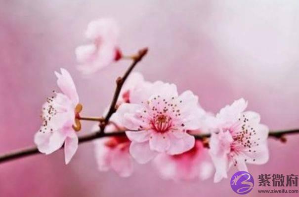 生肖马：出生月份与命运唇齿相依，以下4月出生注定是好命人