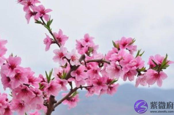 生肖马：出生月份与命运唇齿相依，以下4月出生注定是好命人