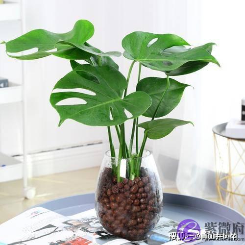能给十二生肖带来好运气的植物，养得好可以给自己带来好运气