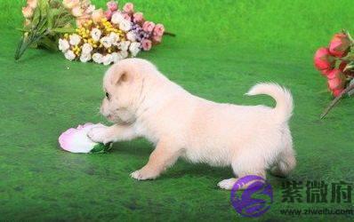 这些年份出生的生肖狗，前半生碌碌无为，后半生名利双收！