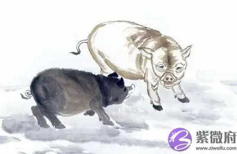 属猪的人，2022年运势怎麽样？如何改变气运