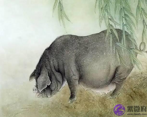 属猪的人，2022年运势怎麽样？如何改变气运