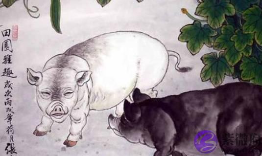 十二生肖之属猪人，从出生月份、时辰看一生成败起伏，太准了！