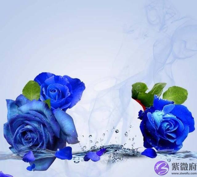 5月开始，吉星伴身，财运旺盛，步步高升的四大生肖