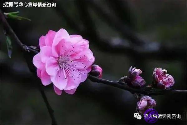 6朵正缘桃花说明什麽？正常人命里几朵桃花？