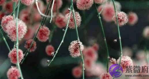 这种不知道是花还是果的植物，你认识吗？