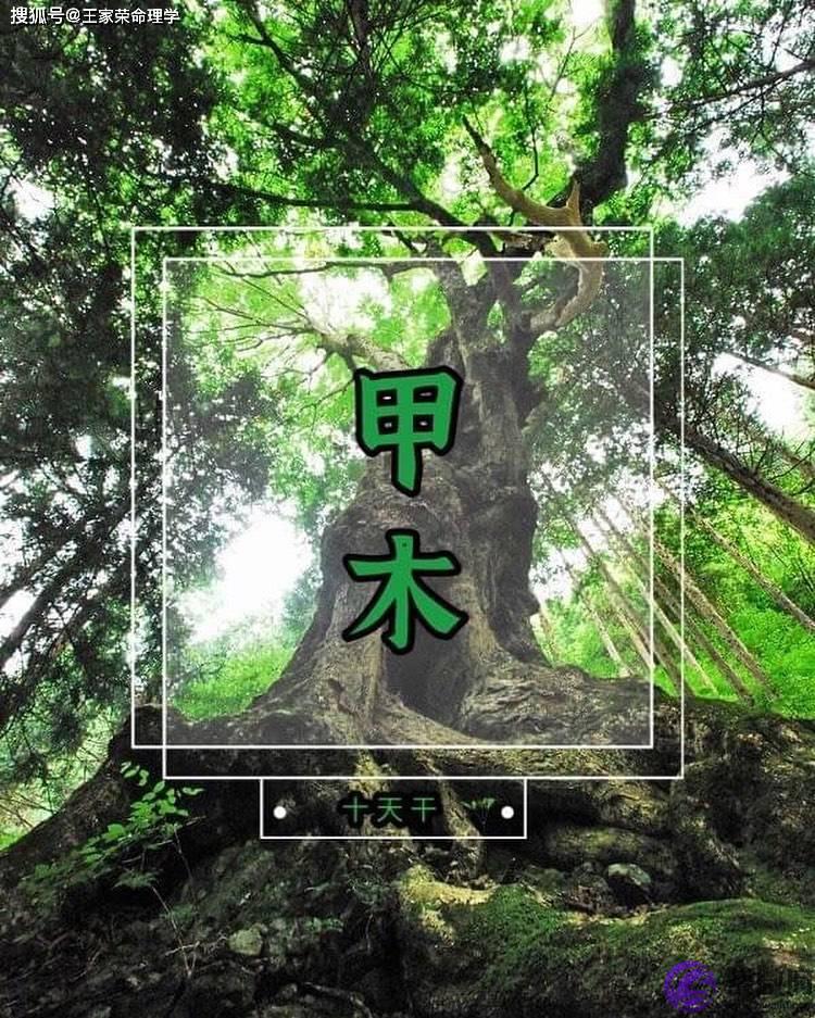甲木 生辰甲木分析 天干甲木命