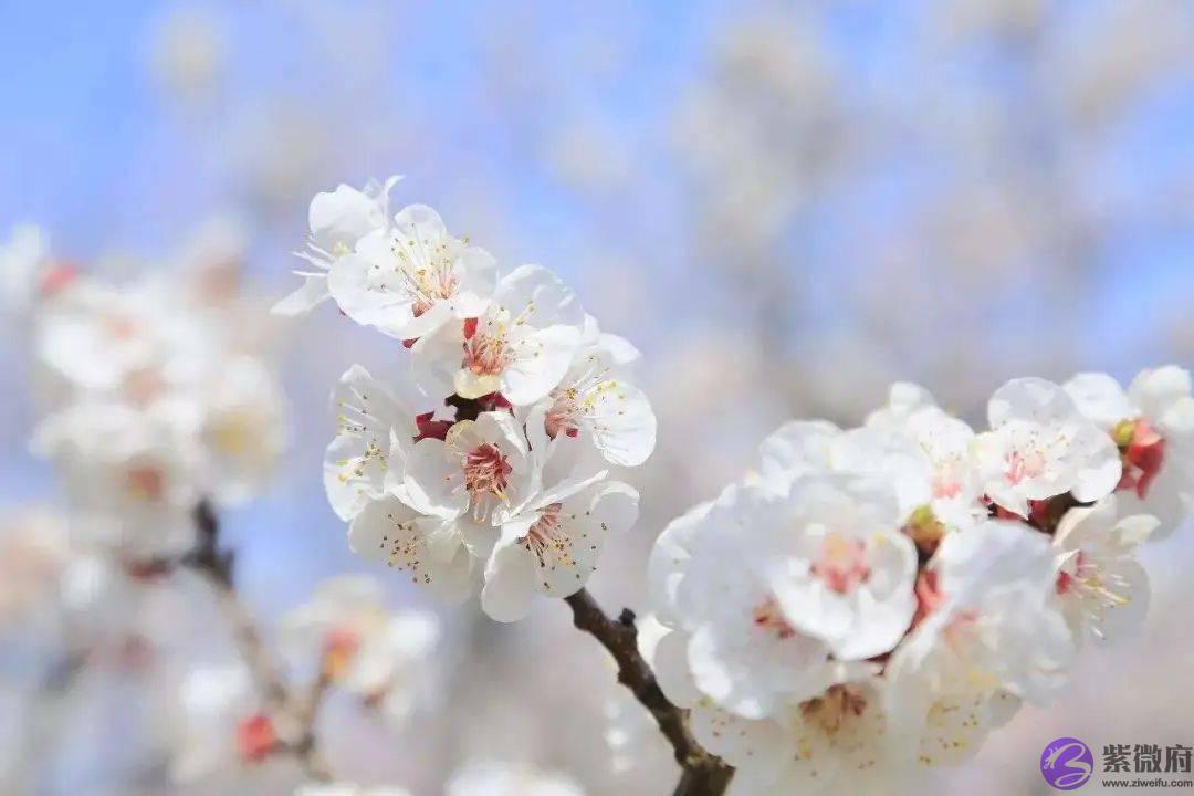 你几月出生，就是哪种花，美到极致