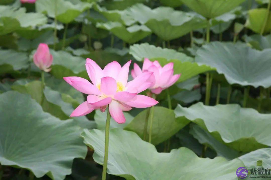 你几月出生，就是哪种花，美到极致