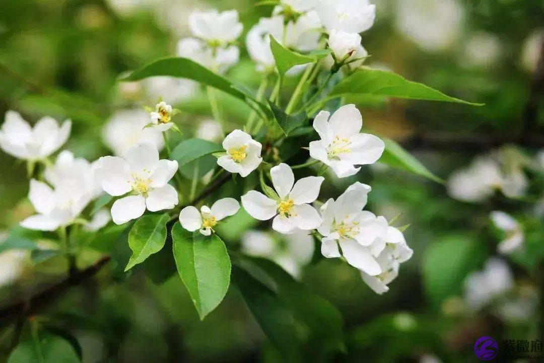 你几月出生，就是哪种花，美到极致