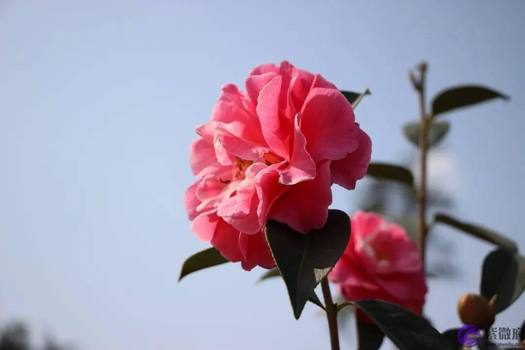 你几月出生，就是哪种花，美到极致