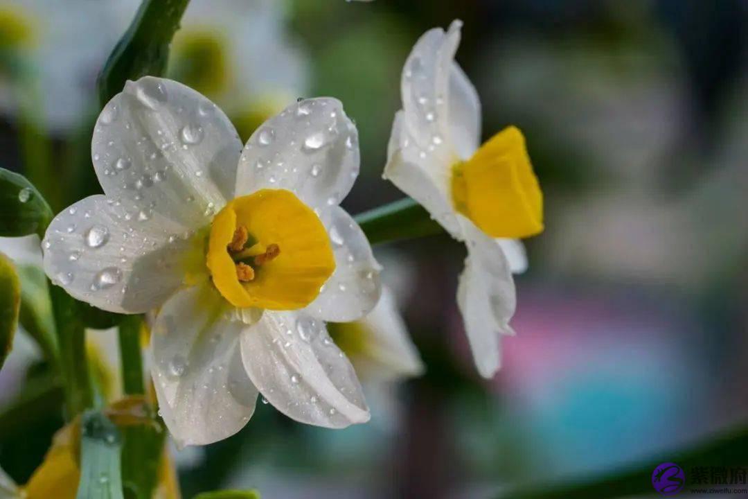 你几月出生，就是哪种花，美到极致