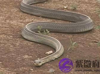 测算的算出妻子克夫，半年后丈夫离世，她坟前痛哭，却出来了条蛇