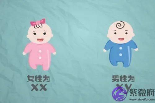 生男生女早知道