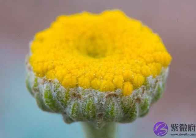 生辰生辰详细分析，身旺喜财却无财，的命格，对婚姻、事业有什麽影响？