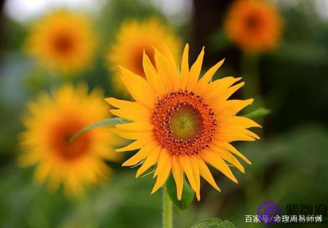 生辰生辰详细分析：婚姻宫左右逢克，比劫又多的女人婚姻不长久？