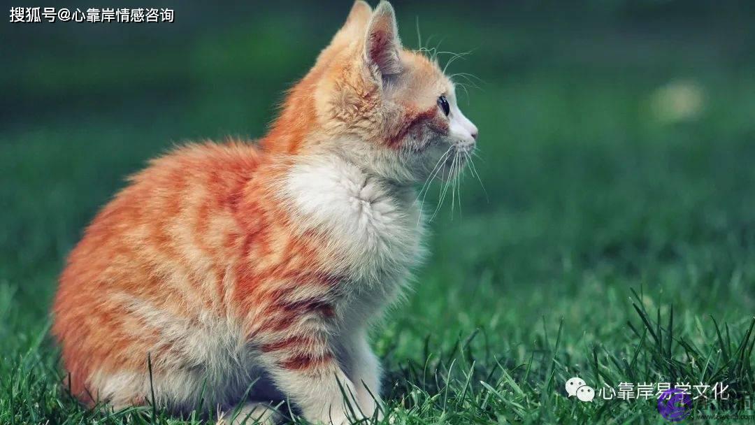 有猫缘的女人什麽命？什麽人养猫直接旺主？