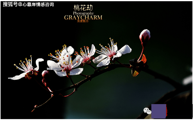 命犯桃花劫一般要维持多久？桃花劫正宗口诀