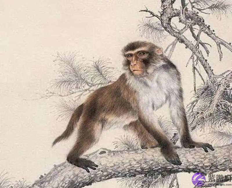 属猴人2022年运势怎麽样？如何改变气运