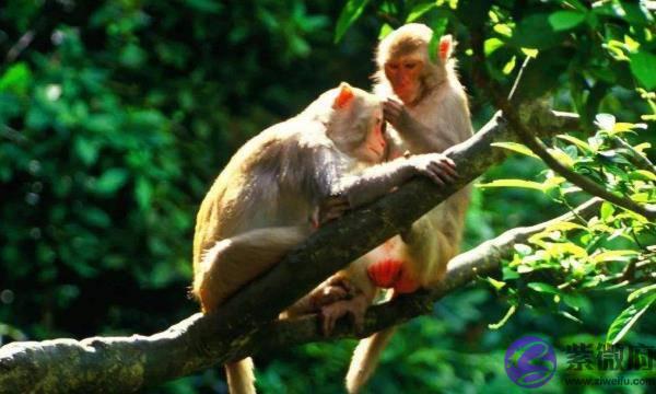 10猴9苦：以下4个年份出生的属猴人天生“皇帝命”，看看你家有吗