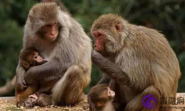 10猴9苦：以下4个年份出生的属猴人天生“皇帝命”，看看你家有吗