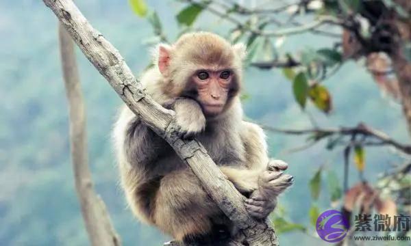 10猴9苦：以下4个年份出生的属猴人天生“皇帝命”，看看你家有吗