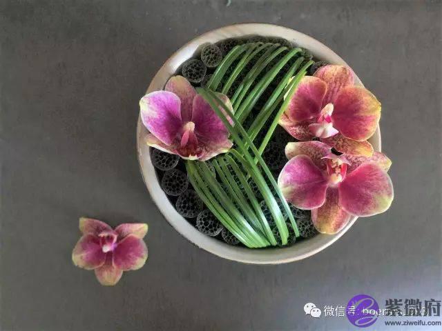 大自然的约定|二十四花信风
