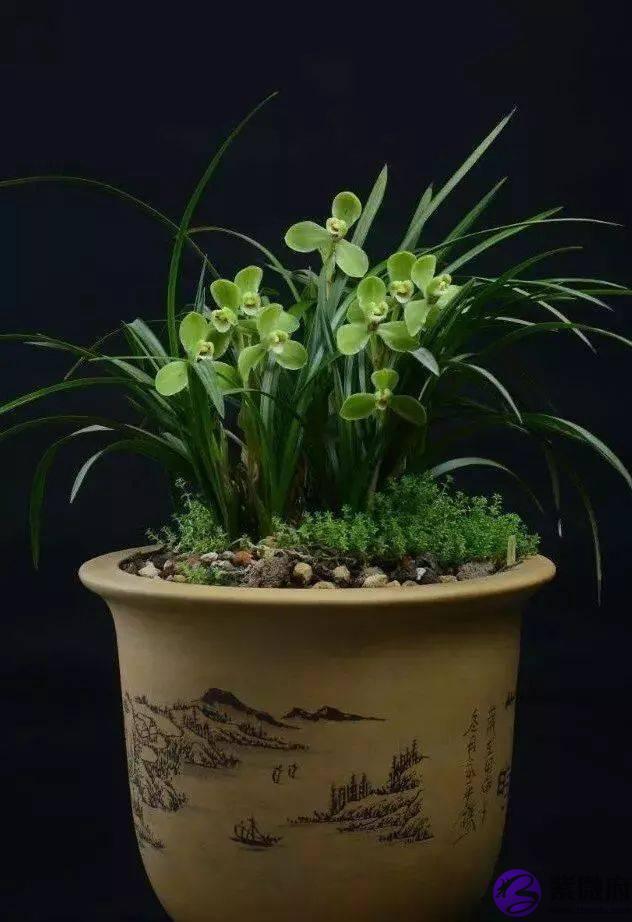 大自然的约定|二十四花信风