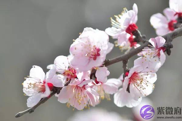 大自然的约定|二十四花信风
