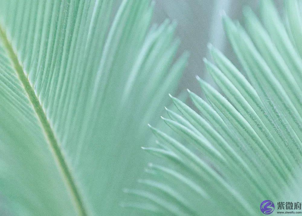 遇见·二十四节气丨小暑（二）