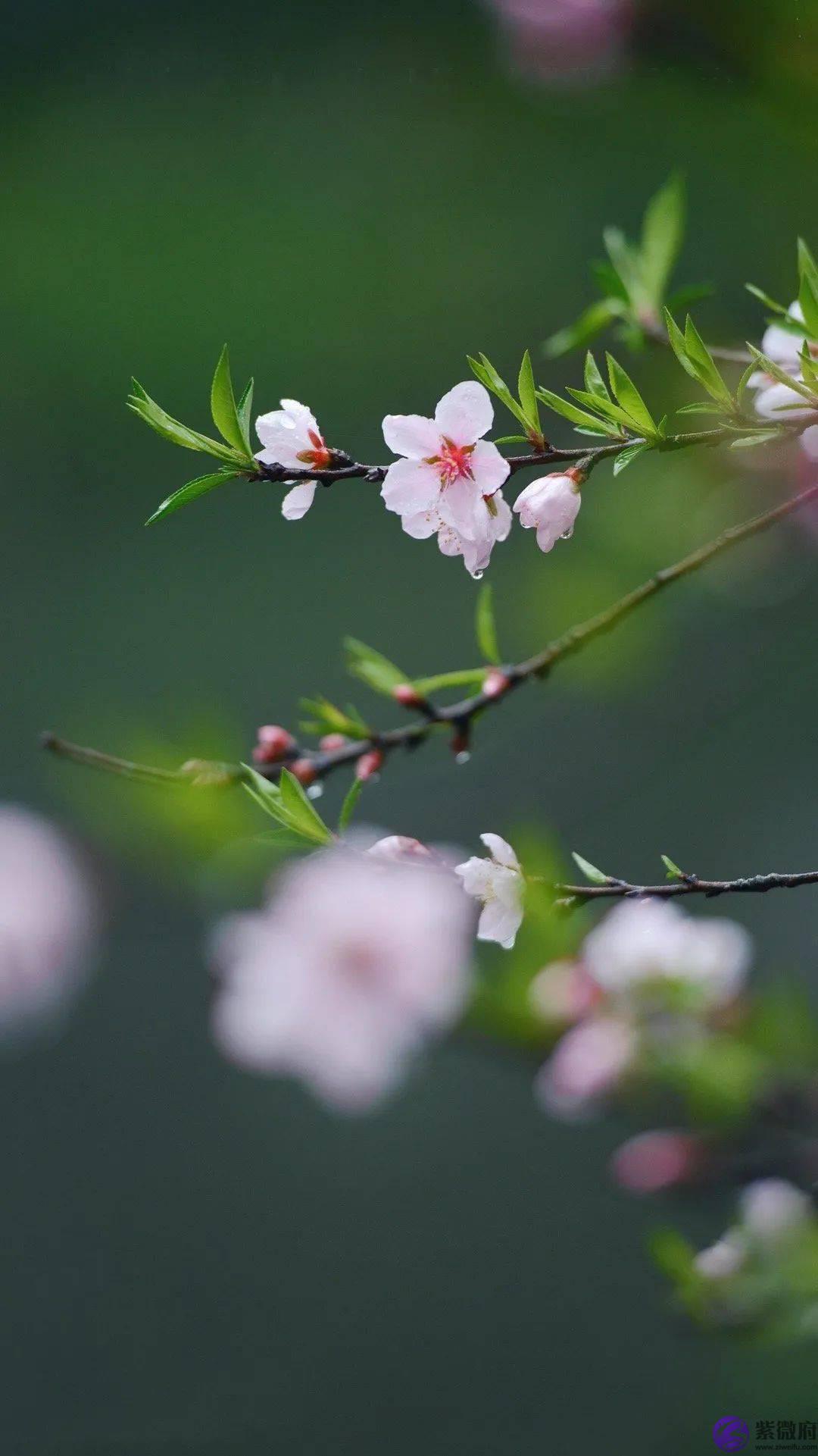 二十四节气，二十四番花信风，美到窒息！
