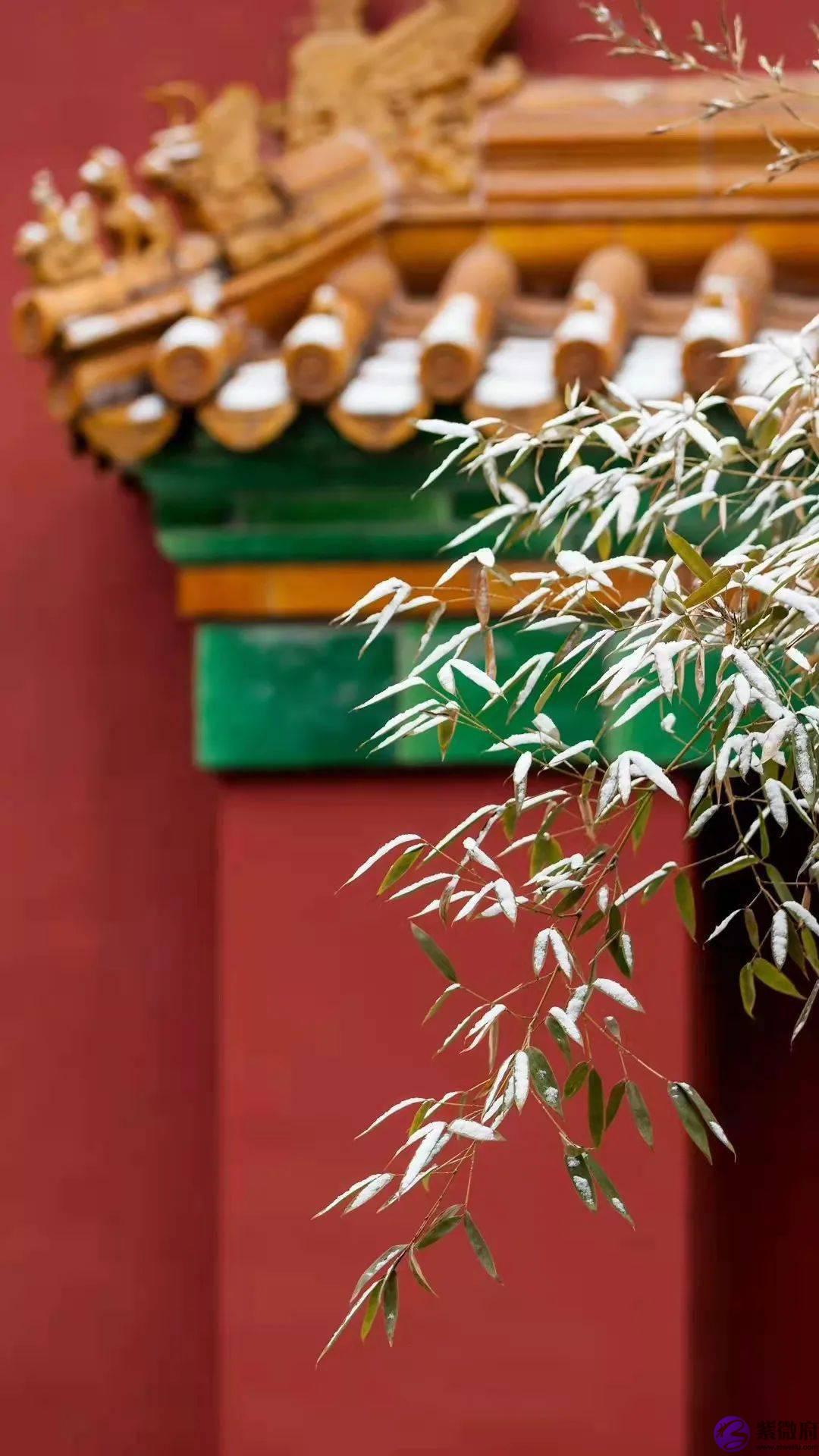二十四节气，二十四番花信风，美到窒息！