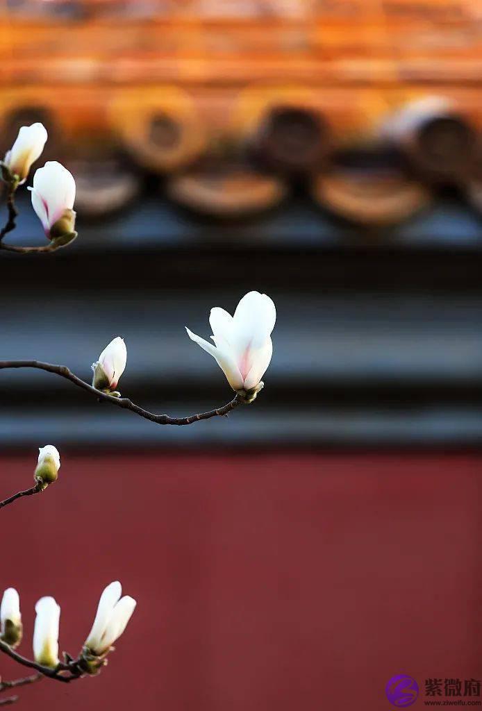 二十四节气，二十四番花信风，美到窒息！