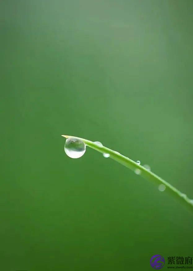 二十四节气，二十四番花信风，美到窒息！