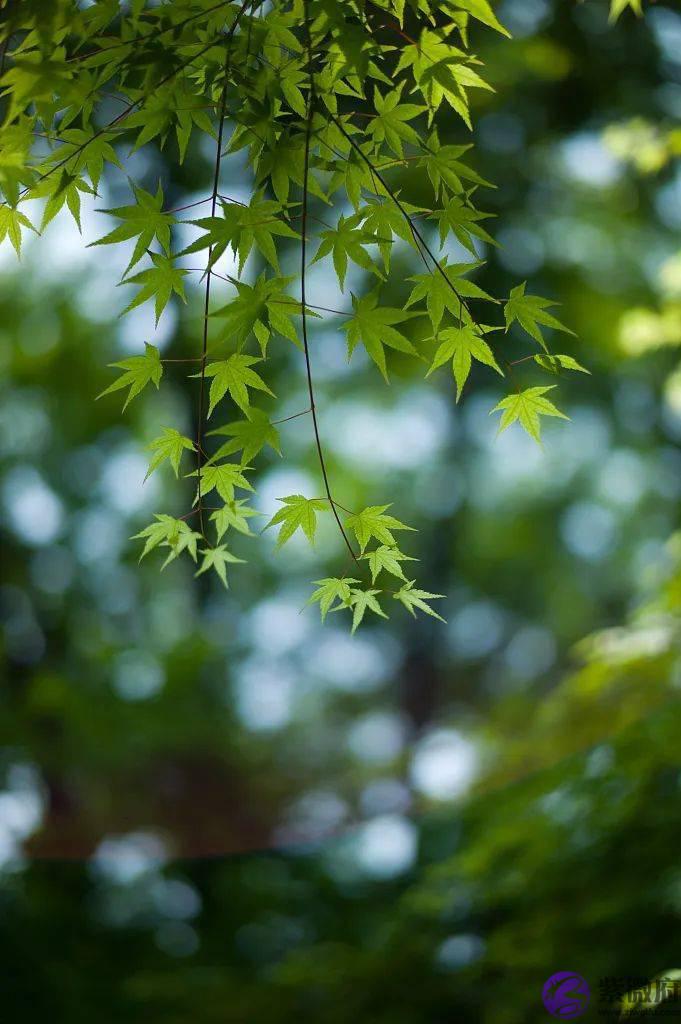 二十四节气，二十四番花信风，美到窒息！