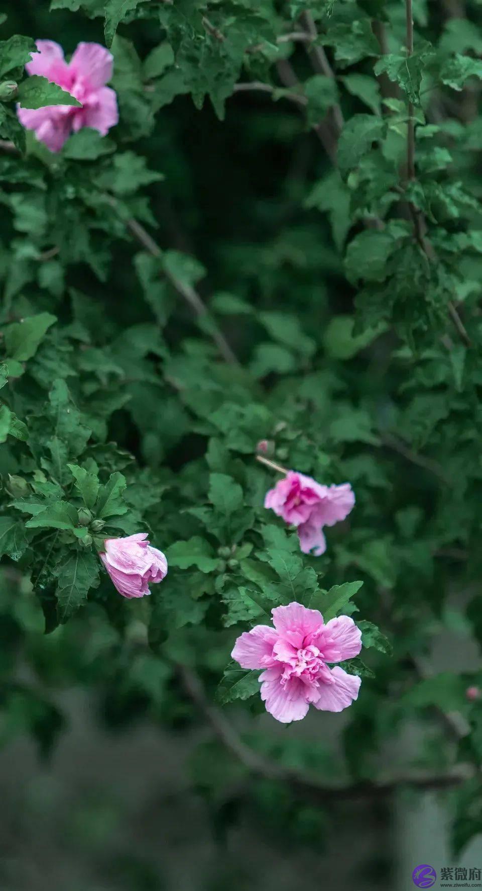 二十四节气，二十四番花信风，美到窒息！